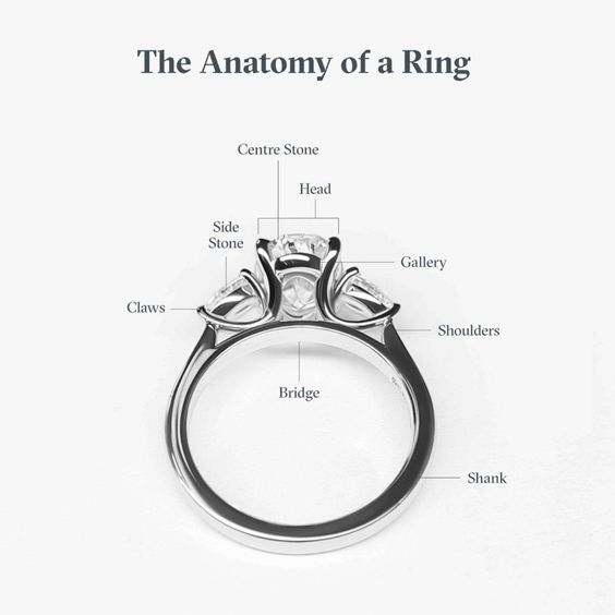 Ring of Murkinji anatomy